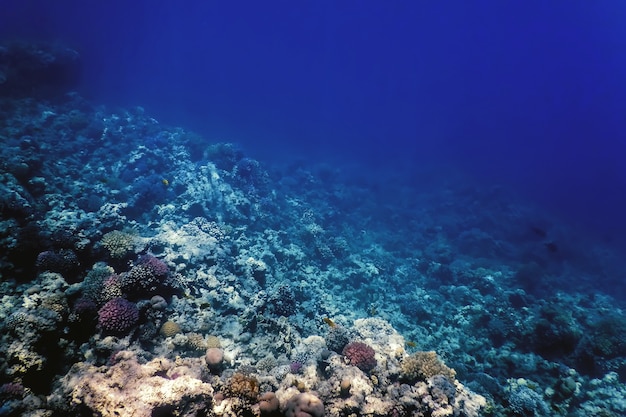 Vista subacquea della barriera corallina, Acque tropicali, Vita marina