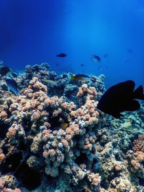 Vista subacquea della barriera corallina, Acque tropicali, Vita marina