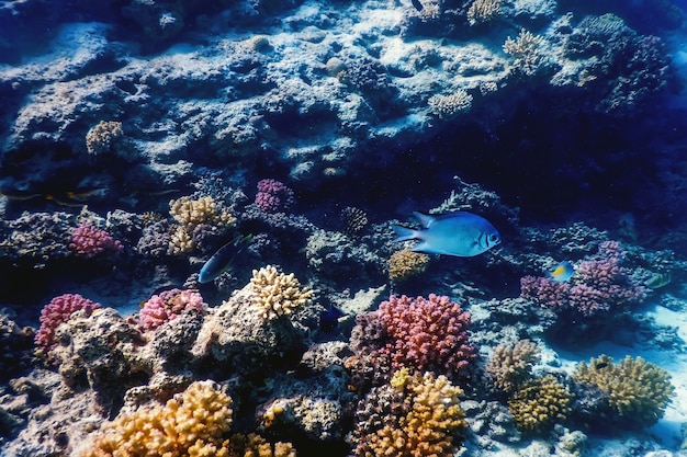 Vista subacquea della barriera corallina, Acque tropicali, Vita marina