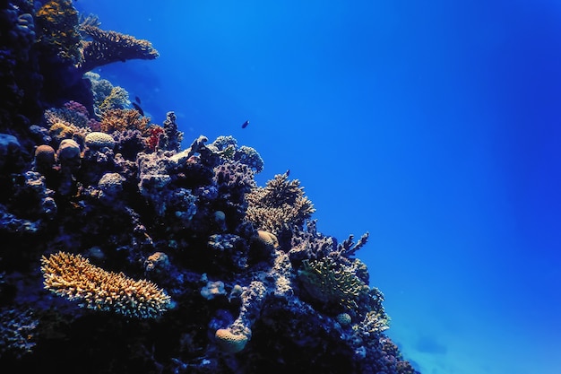 Vista subacquea della barriera corallina, Acque tropicali, Vita marina