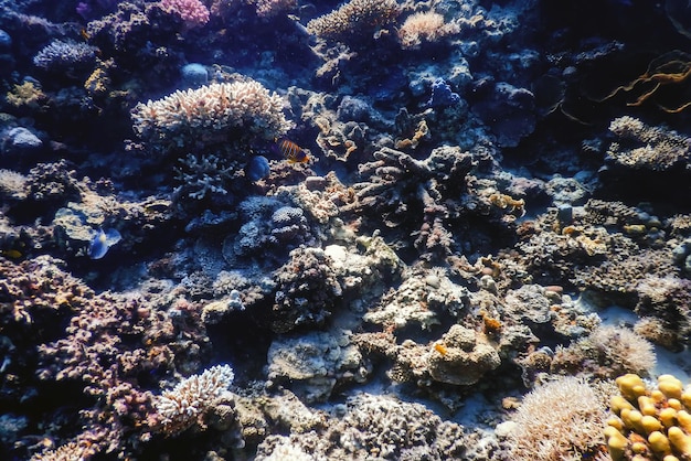 Vista subacquea della barriera corallina, Acque tropicali, Vita marina