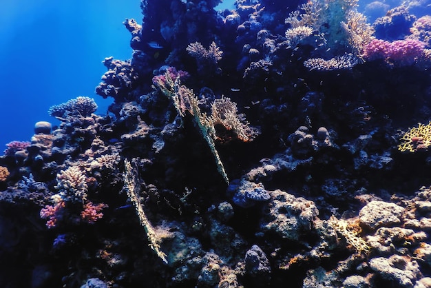 Vista subacquea della barriera corallina, Acque tropicali, Vita marina