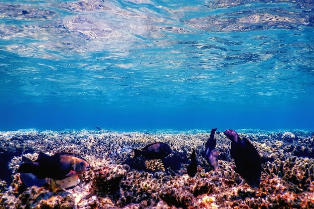 Vista subacquea della barriera corallina, Acque tropicali, Vita marina