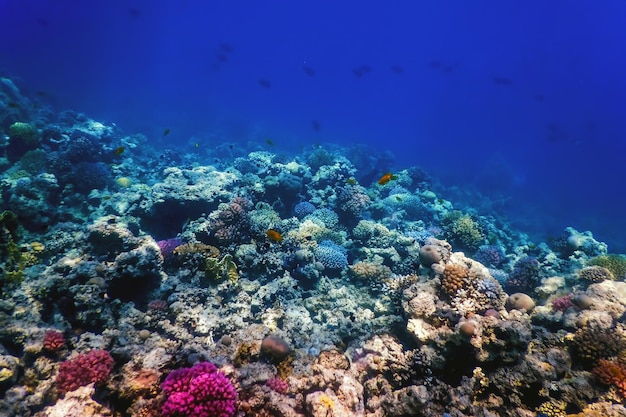 Vista subacquea della barriera corallina, Acque tropicali, Vita marina