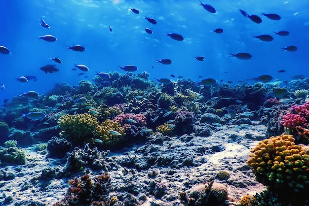 Vista subacquea della barriera corallina, Acque tropicali, Vita marina