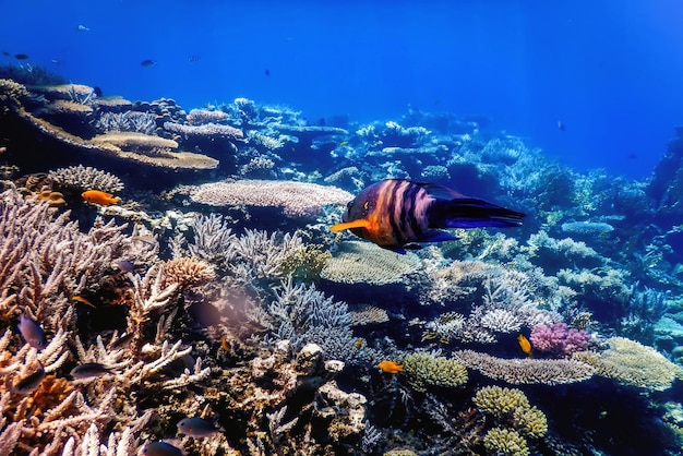 Vista subacquea della barriera corallina Acque tropicali