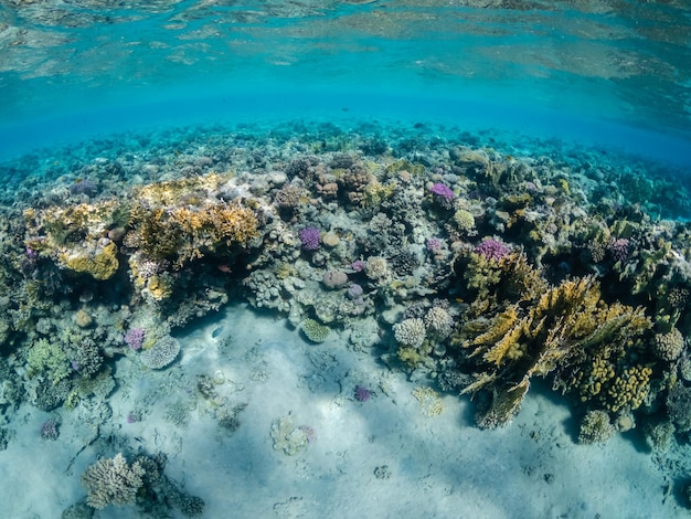 Vista subacquea di incredibile barriera corallina nel Mar Rosso