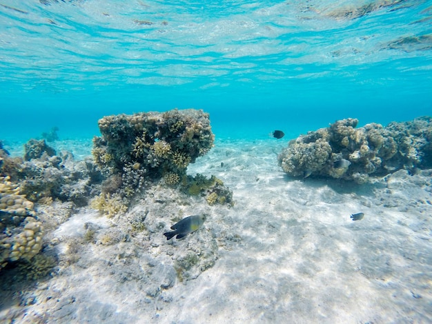 Vista subacquea mozzafiato del Mar Rosso Egitto