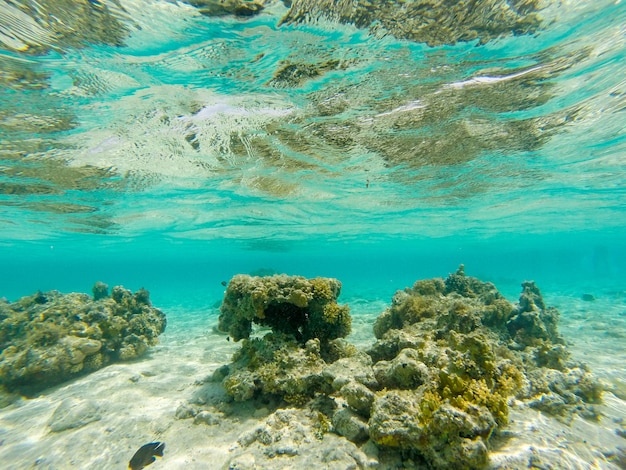 Vista subacquea mozzafiato del Mar Rosso Egitto