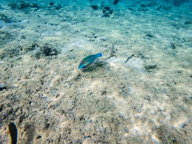 Vista subacquea su pesci pappagallo a fondo sabbioso Mar Rosso