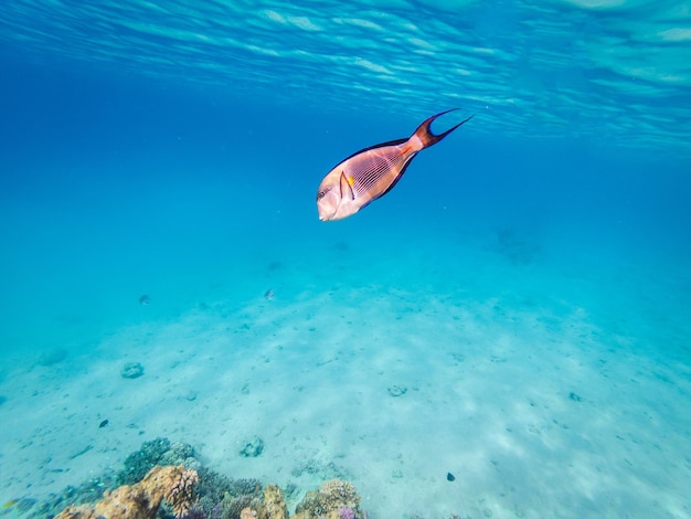 Vista subacquea sul chirurgo sohal al Mar Rosso della barriera corallina