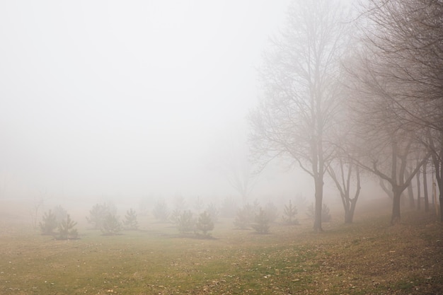 Vista sugli alberi nella nebbiosa giornata invernale