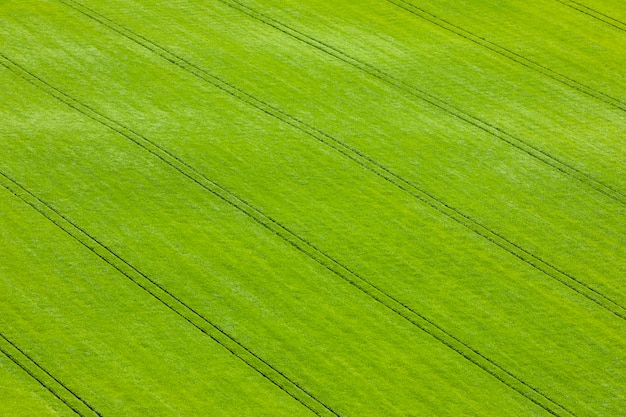 Vista sui campi scozzesi verdi con grano e orzo dall'alto