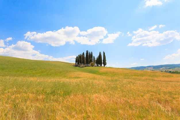 Vista sui cipressi della Val d'Orcia