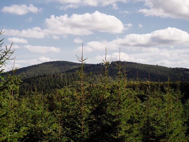 Vista sui giovani pini nella foresta di montagna