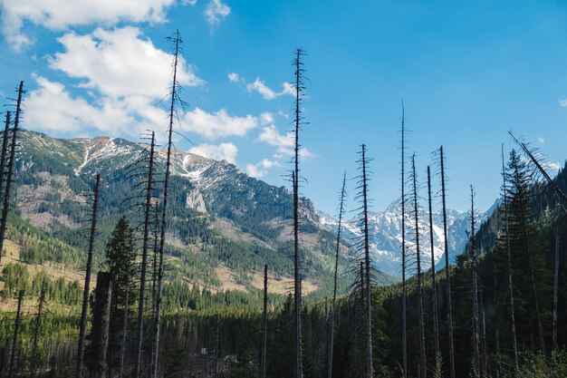 Vista sui Monti Tatra