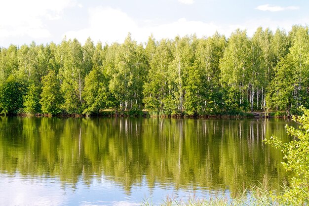 Vista sul bellissimo fiume e foresta