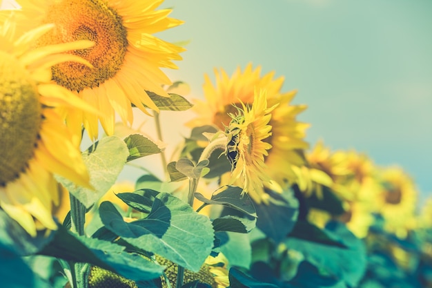 Vista sul campo di girasoli. Scatto filtrato con messa a fuoco selettiva