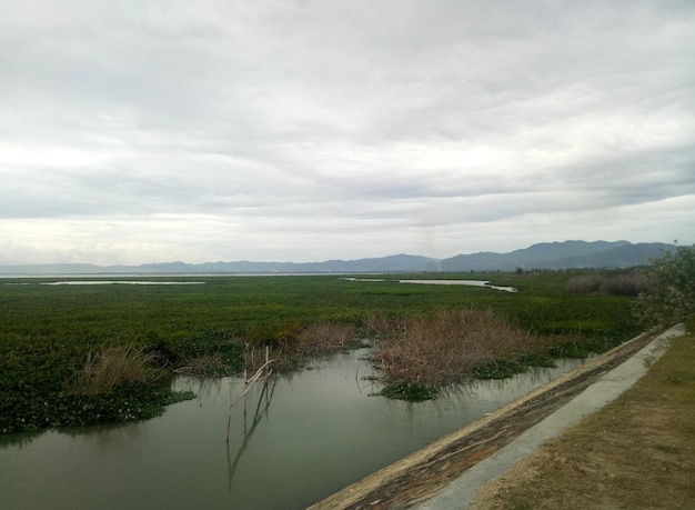 Vista sul giacinto d'acqua Lago Limboto