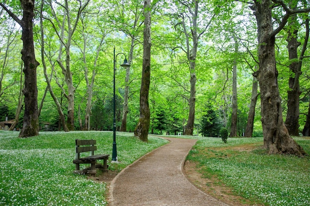 Vista sul marciapiede nel parco