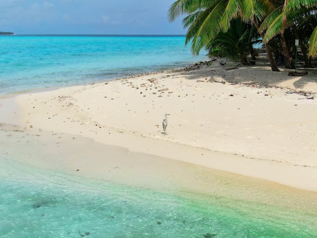 Vista sul mare blu delle isole Maldive con fogliame e uccelli geen