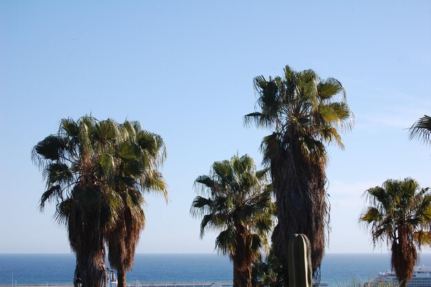 Vista sul mare con palme durante il giorno