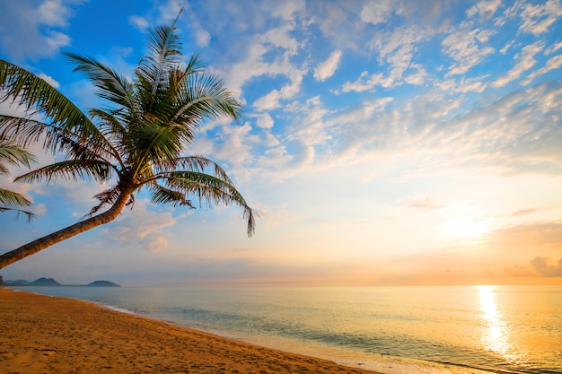 Vista sul mare di bella spiaggia tropicale con la palma ad alba