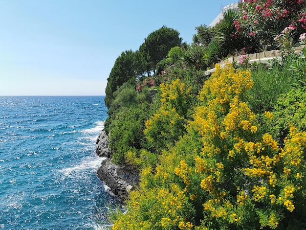 Vista sul mare Egeo e fiori di mimosa con vegetazione in una soleggiata giornata estiva Kusadasi Turchia