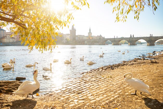 Vista sul ponte Carlo e cigni sul fiume Moldava a Praga all'alba, Repubblica Ceca