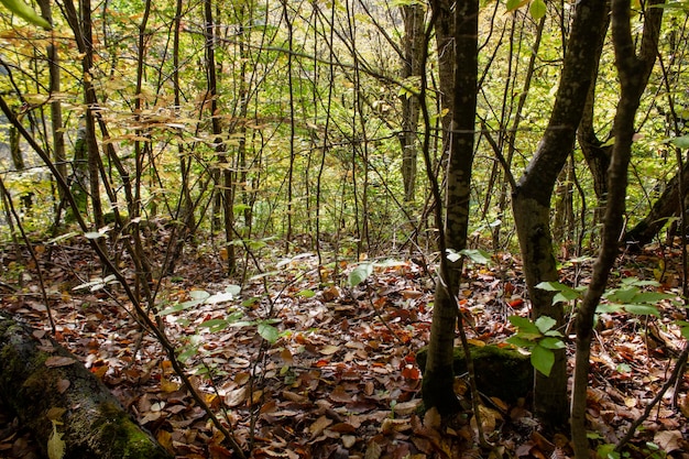 Vista sul verde bosco