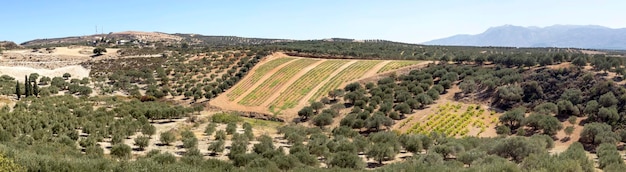 Vista sulla campagna vigneti e uliveti in montagna Grecia Creta