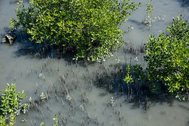 Vista sulla foresta di mangrovie