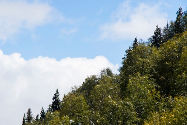 Vista sulla foresta e paesaggio e cielo nuvoloso blu in Georgia