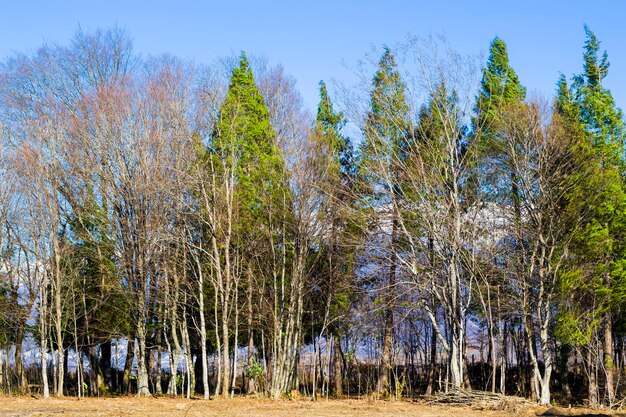 Vista sulla foresta e paesaggio Georgia. Natura invernale. Corpo dell'albero.