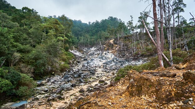 Vista sulla foresta nell'area del monte Halimun Salak Indonesia