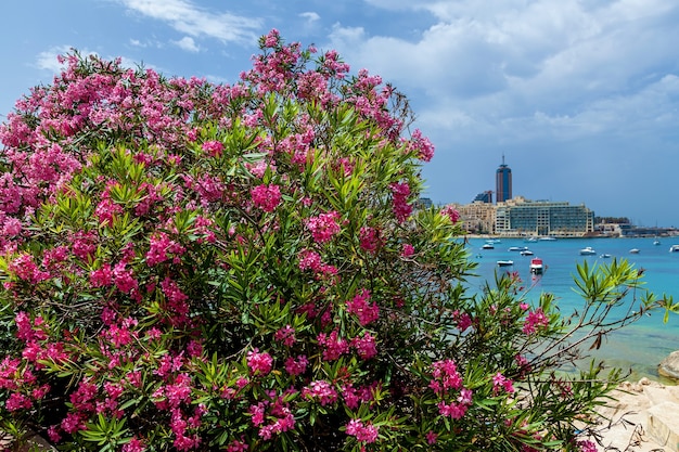 Vista sulla riva della città con edifici moderni con un grande albero in fiore rosa