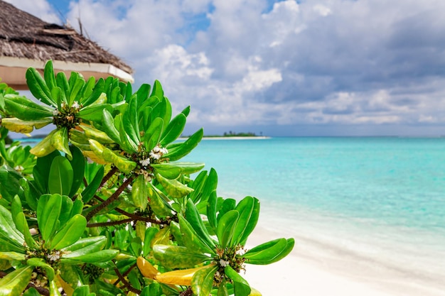 Vista sulla spiaggia di sabbia delle Maldive e sul fogliame verde delle palme