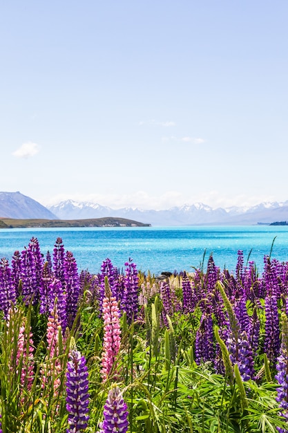 Vista sulle cime innevate delle Alpi meridionali con tanti fiori viola