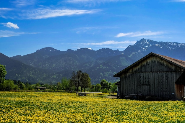 Vista sulle montagne e sul campo di senape in Baviera, Germania.