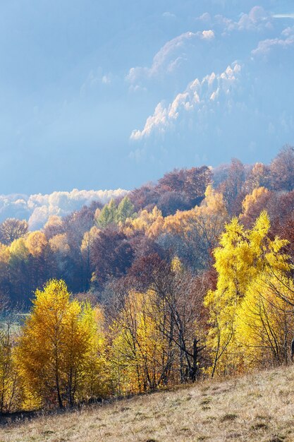 Vista sulle montagne nebbiose autunnali con fogliame giallo di betulle sul pendio.