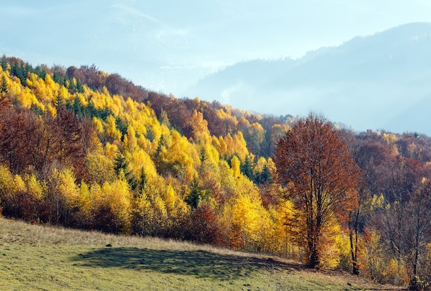 Vista sulle montagne nebbiose autunnali con fogliame giallo di betulle sul pendio.