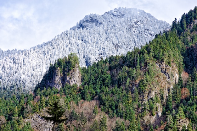 Vista sulle montagne parte delle quali è coperta di neve e pini, e parte della foresta verde.