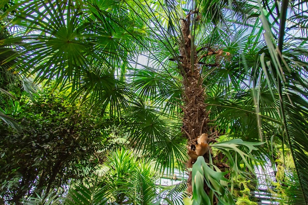 Vista sulle piante nella serra delle palme