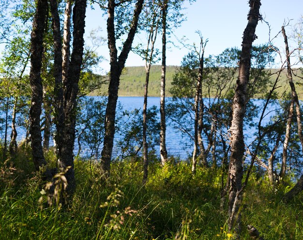 Vista sullo sfondo del lago della foresta hd