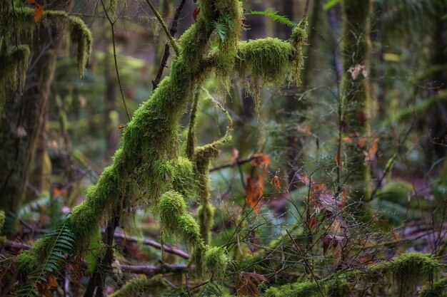 Vista sullo sfondo naturale degli alberi nella foresta durante il periodo primaverile