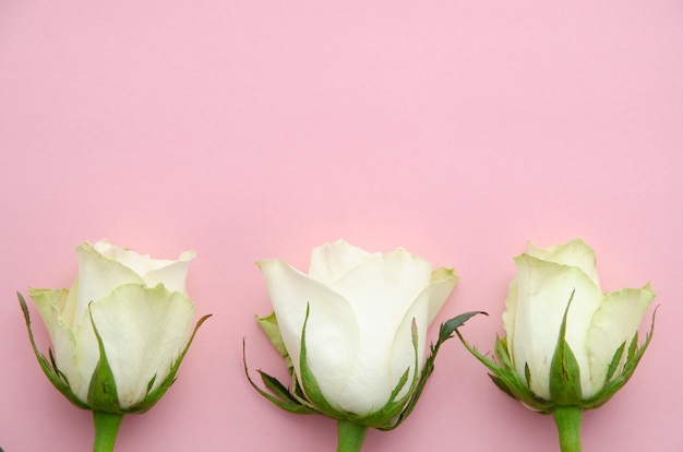 Vista superiore dei fiori della rosa di bianco su un fondo rosa.