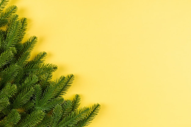 Vista superiore dei rami di albero verdi dell'abete su variopinto.