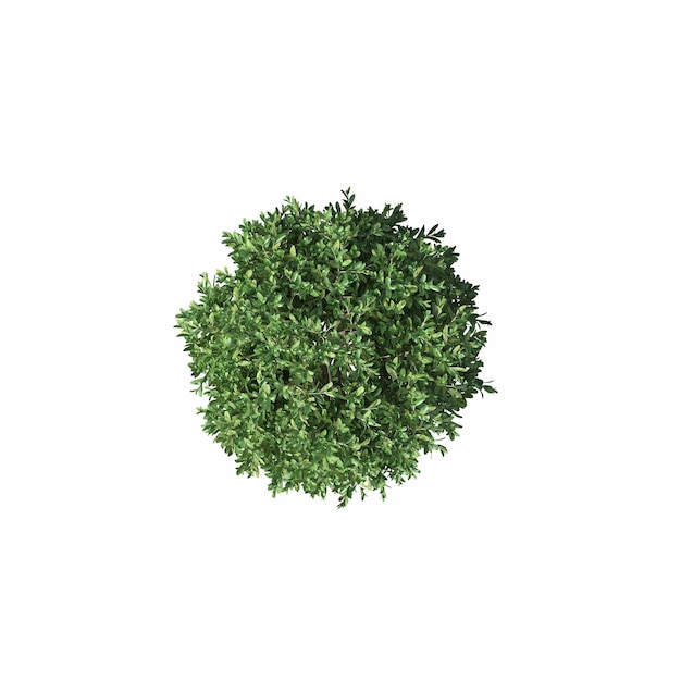 vista superiore del cespuglio isolata su sfondo bianco illustrazione 3D cg render