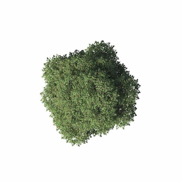 vista superiore del cespuglio isolata su sfondo bianco illustrazione 3D cg render