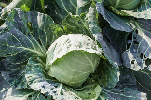 Vista superiore del primo piano del cavolo verde fresco che fa maturare le teste che crescono nell&#39;azienda agricola di verdure